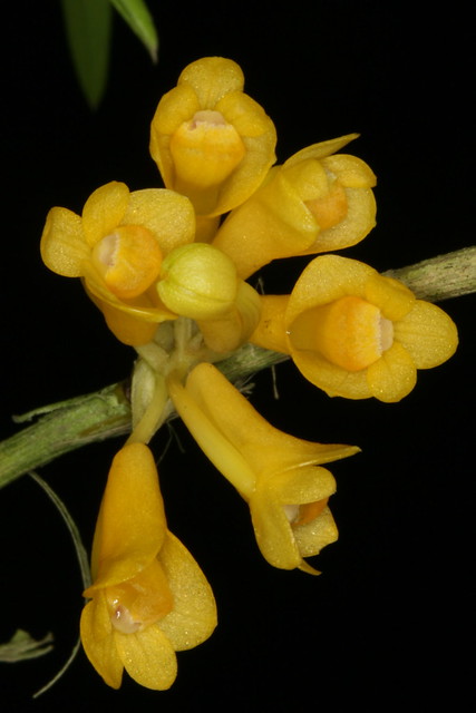 Dendrobium subclausum v. pandanicola 'Butter Yellow' 1426