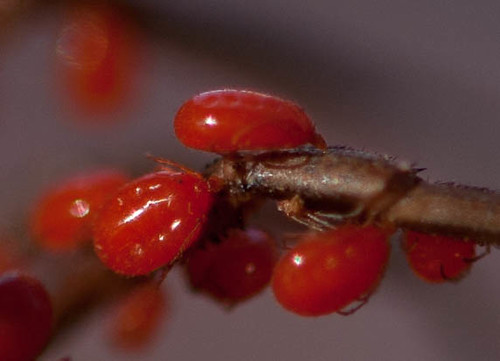 Red Spider Mite - Mitopus morio