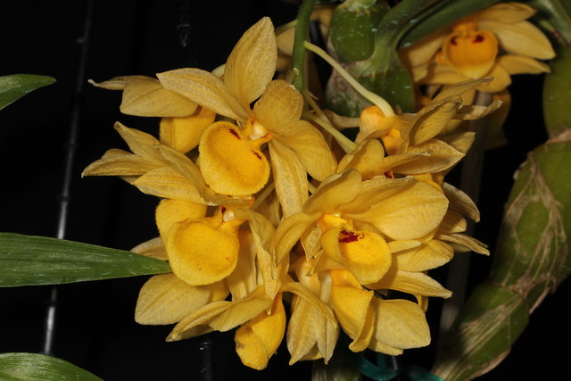 Dendrobium sulcatum 2011-10-10 03