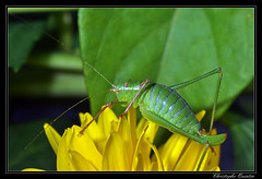Orthoptera/Phaneropteridae