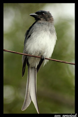 White Bellied Drongo