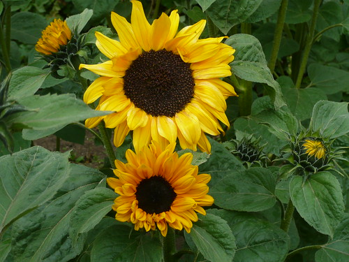 Soraya sunflower