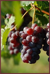 Grove Winery & Vineyards