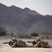 Mojave Viper training - Counterinsurgency ops