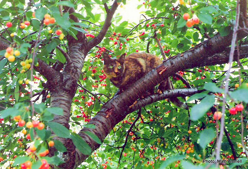 Tiina kirsikkapuussa by Anna Amnell