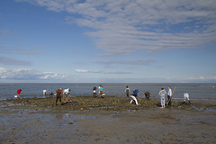 20111003 - Fall Shellfishing 2011