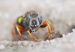 Solitary Wasps/Solitäre Wespen