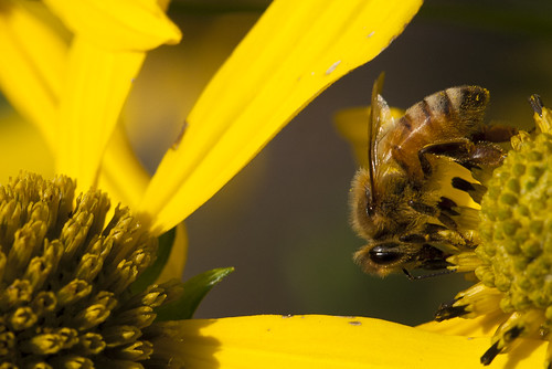 蜜蜂。（圖：jlodder）
