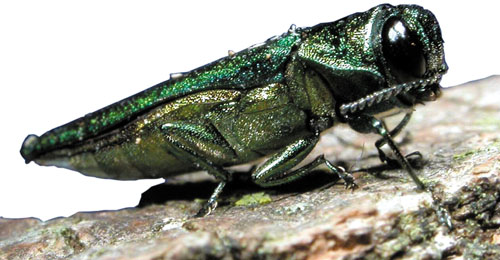 The emerald ash borer is a non-native, wood-boring insect. (USDA photo)