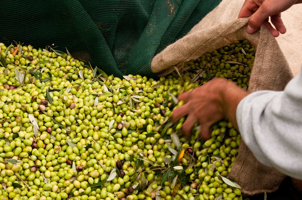 Olive harvesting Costa Navarino