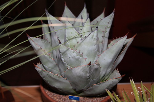 Agave deserti by Pseudolithos