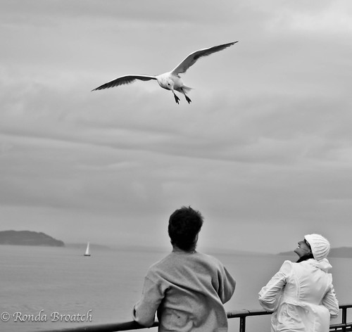 Feeding the seagull - Kingston/Edmonds ferry