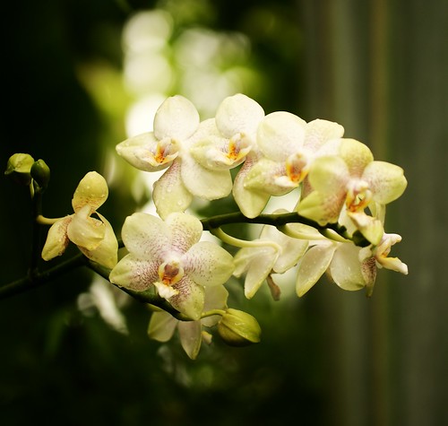 Orchids by j man ツ