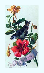 Vintage Bird Illustrations