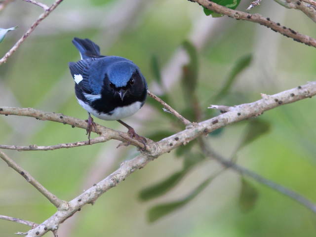 Black-throated Blue Warbler 20111020