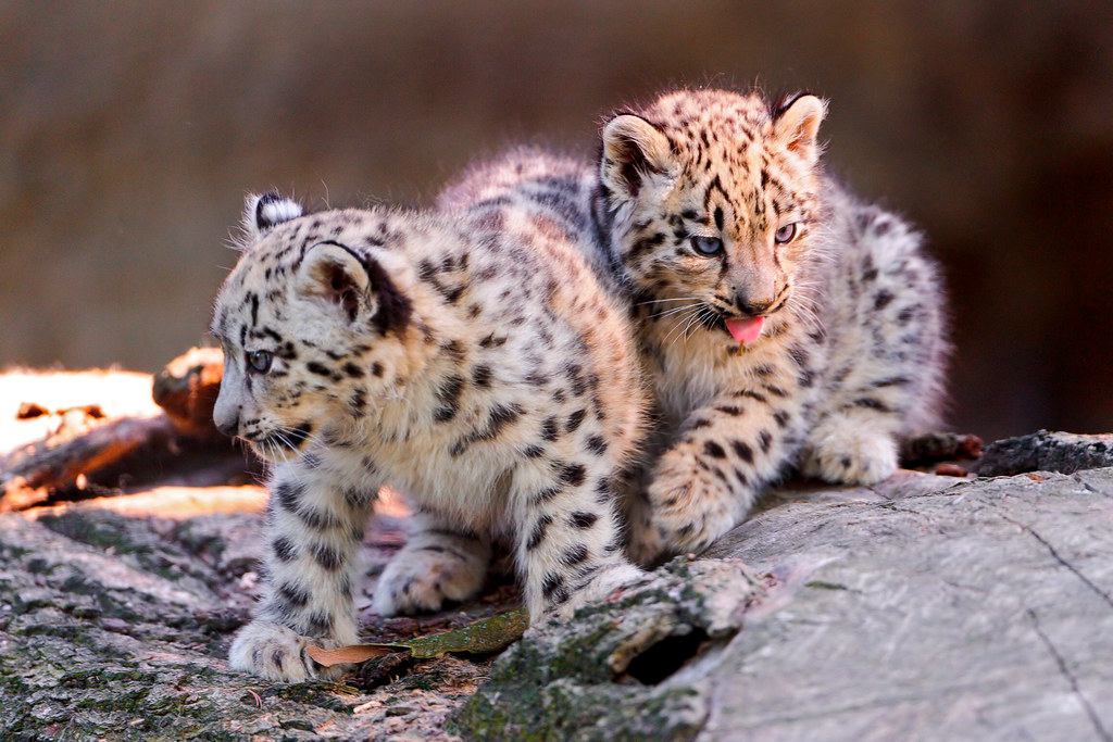 Two cubs playing together