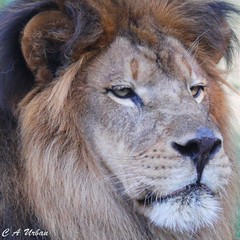 Shiek Male Lion 2011
