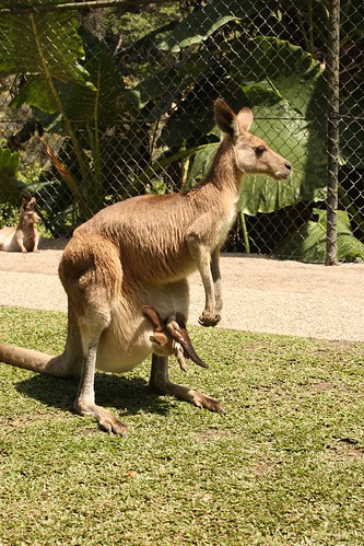 Wallaby at Kuranda zoo, Queensland (Australia)