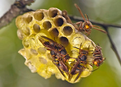 Wasps And Hornets
