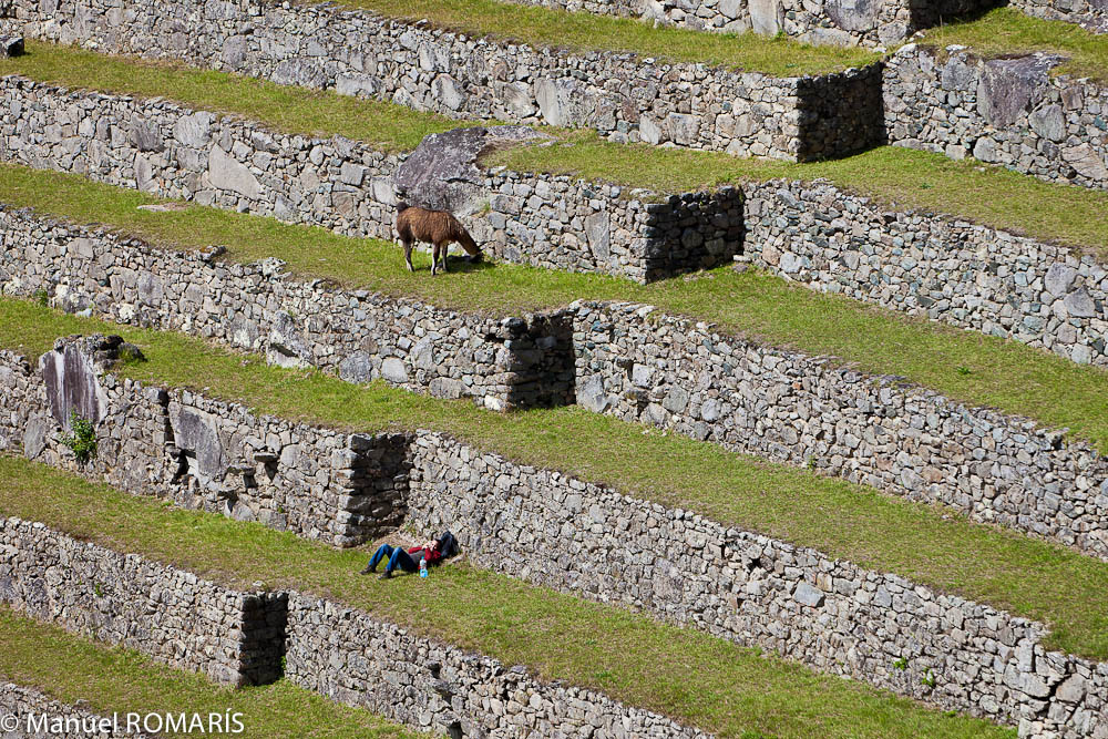 Machu Picchu, Peru, grazing and napping by the walls