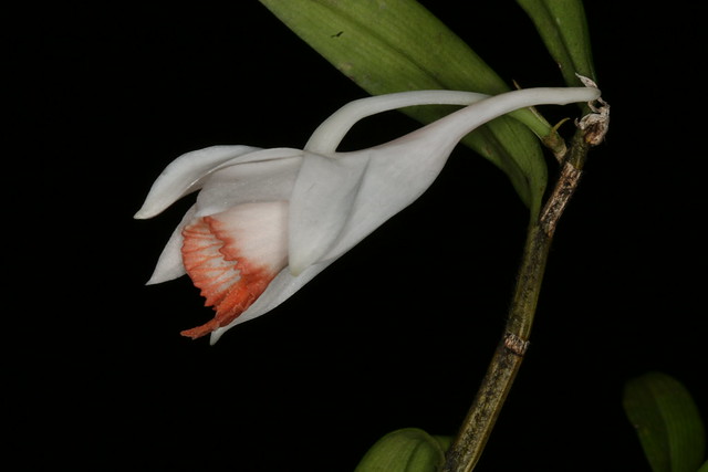 Dendrobium jaintianum 1433
