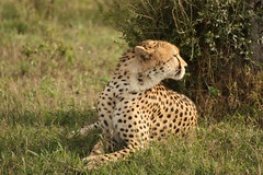 Maasai Mara Safari // Mar 2011