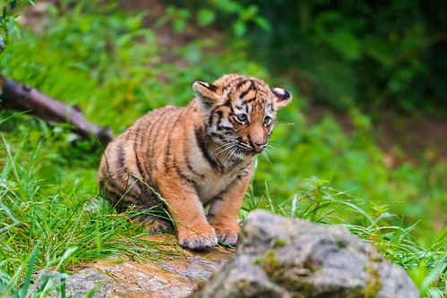 baby tigers pictures