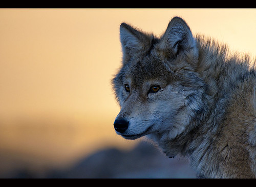 wild wolf (canis lupis) in the Altai Region of Bayan-Ölgii in Western Mongolia by jitenshaman