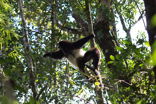 Propithecus lemur