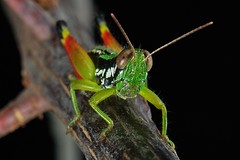 Grasshoppers, Katydids and Crickets (Orthoptera)
