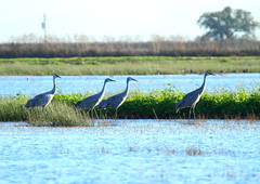 Sandhill Cranes Migration