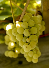 Montjovet, Grape Harvest