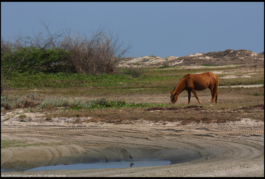 Wild Horses  and a Sandpiper