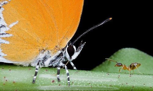 Branded Imperial butterfly with a yellow crazy ant...IMG_0332 copy
