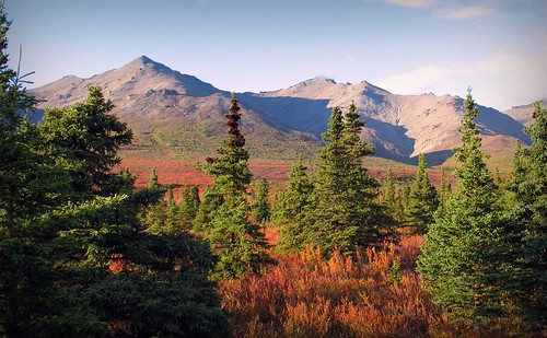 Autumn in Denali - Alaska Landscape