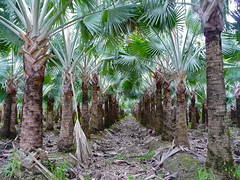 The Palm Factories of Florida