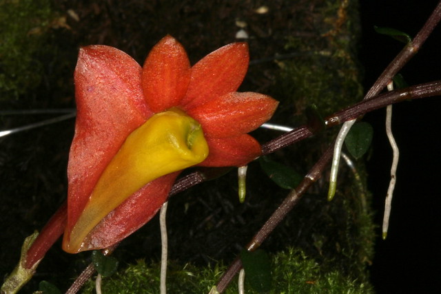 Dendrobium vannouhuysii 1447