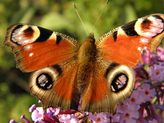 Butterflies and moths