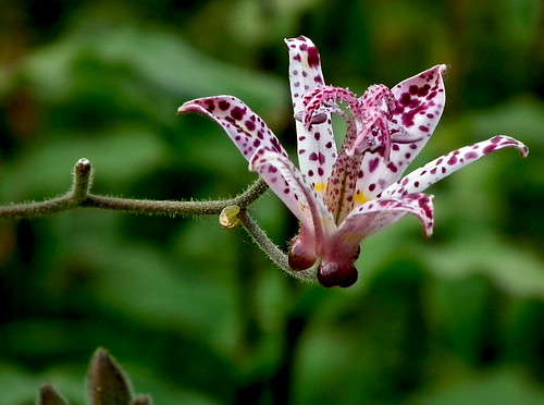 Hairy toad lily by M.Shafiq Chandaiser