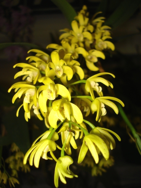 Dendrobium (speciosum x gracilicaule) 