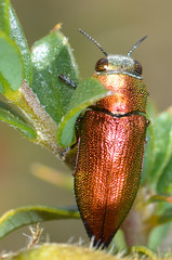 Jewel beetles