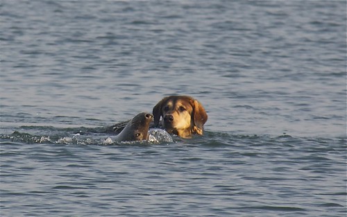 Een moedige zeehond speelt met Bolle :-)) by annekevandekassteele