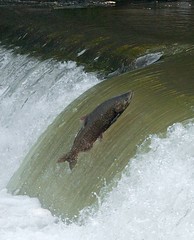 salmon vert5