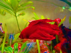 a red fish  my daughter´s fantastic aquarium