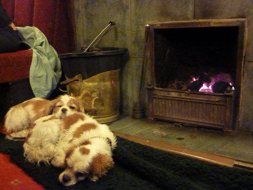 Dogs by the fire in the Golden Rule pub, Ambleside