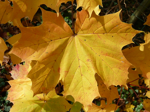 Leaves Autumn 065