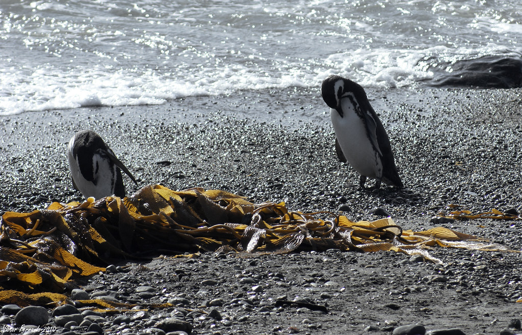 Pinguinera Seno Otway - Punta Arenas - Patagonia Chilena