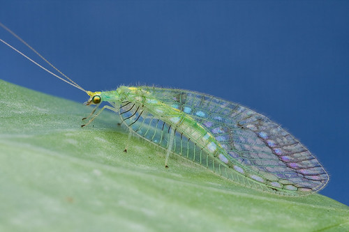 chrysopidae lacewing IMG_4021 copy