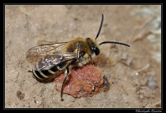 Hymenoptera/Colletidae