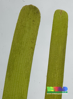 Smooth ribbon seagrass (Cymodocea rotundata)